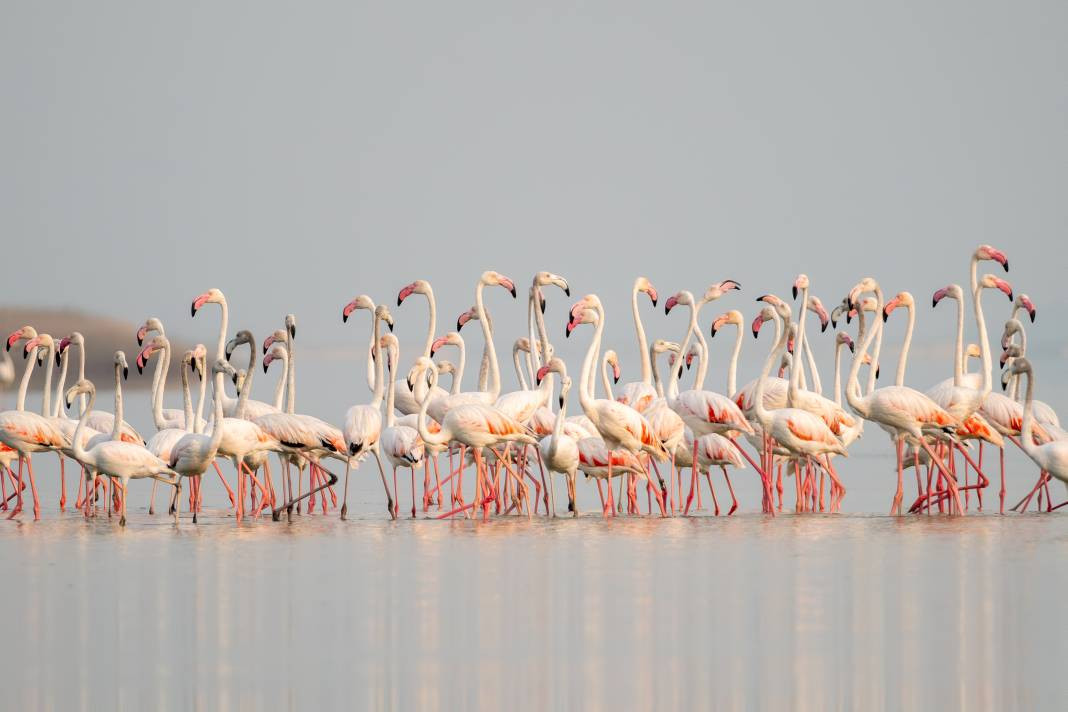 Akyatan’da Flamingo şöleni: Göç molası! - Resim: 6